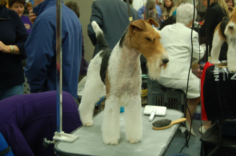 Illustration for article titled Calling Off The Dogs: Day 2 At Westminster